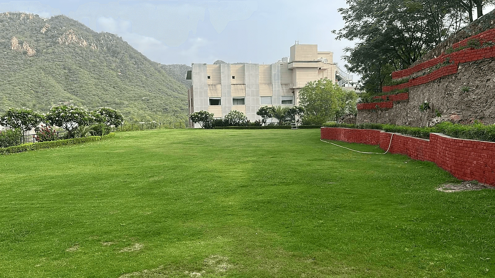 Amber Lawn